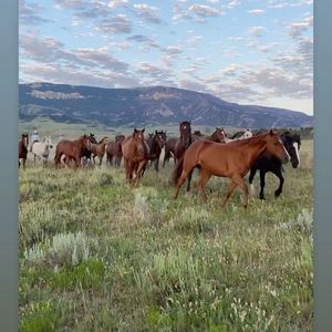 Meet your Posher, Patatito